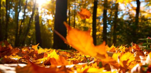 autumn leaves pic